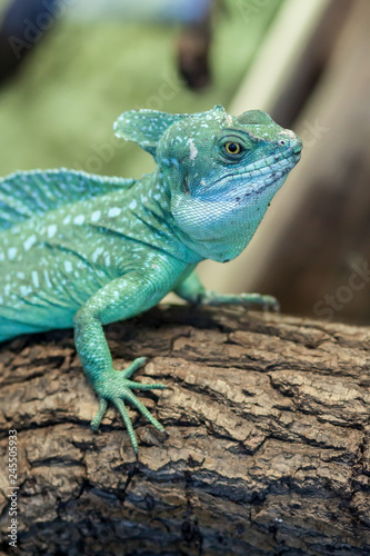 Lizard in the zoo © Pixly