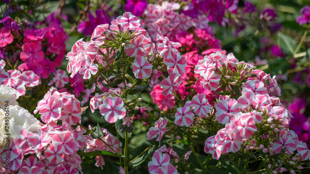 A variety of beautiful blooming pink Phlox in the garden. Pink and lilac flowers shot close - up with wide open aperture