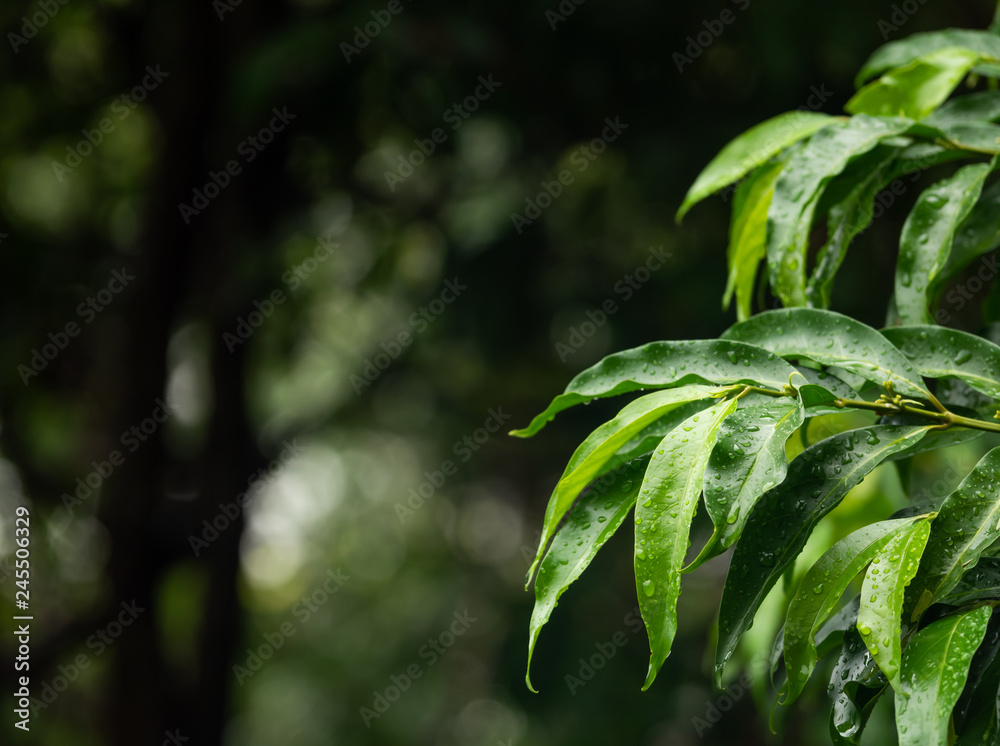 Fototapeta premium the raindrop on green leaves