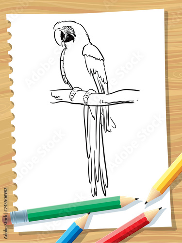 Parrot ara illustration coloring page - Vector