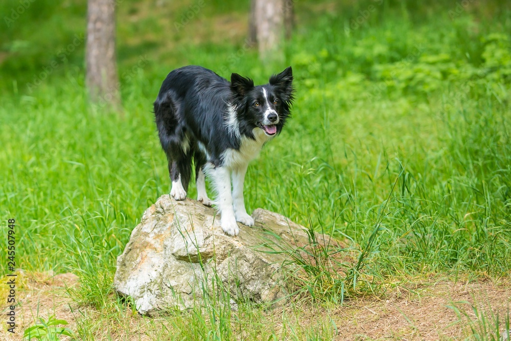 Cute young black and white border collie dog is about to jump off a piece of rock, green grass and trees in background, summer day in a forest park Cute young black and white border collie dog is about to jump off a piece of rock, green grass and trees in background, summer day in a forest park