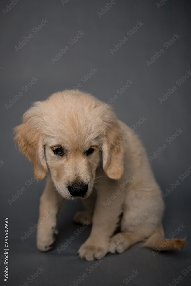 Golden Retriever puppy on grey background Golden Retriever puppy on grey background