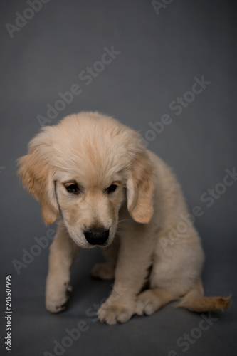 Golden Retriever puppy on grey background
