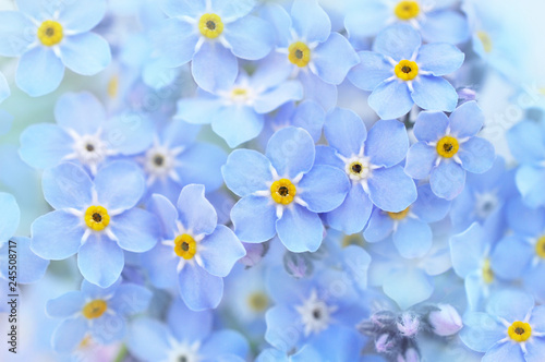 Spring blue forget-me-nots flowers posy, pastel background, selective focus, toned floral card 