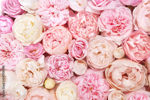 Summer blossoming delicate rose blooming flowers festive background, pastel and soft bouquet floral card, selective focus, toned	