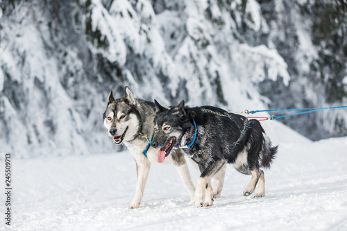 A team of four husky sled dogs running on a snowy wilderness road. Sledding with husky dogs in winter czech countryside. Group of hounds of dogs in a team in winter landscape.