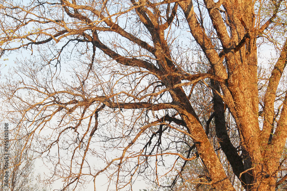 Winter tree branches at sunset light Winter tree branches at sunset light