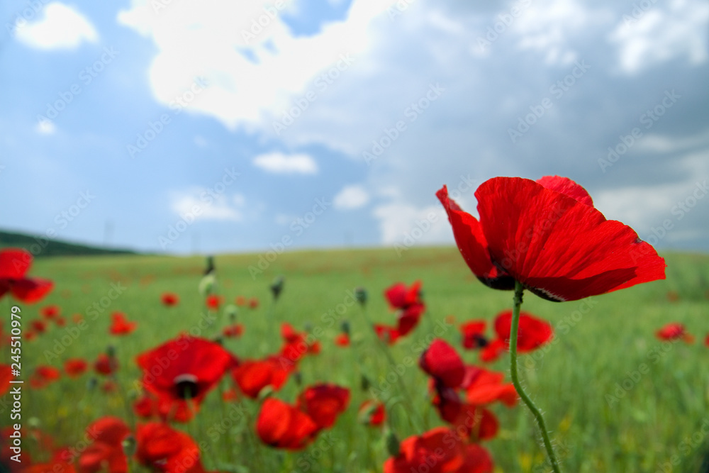 Poppy field Poppy field