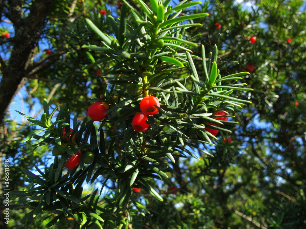 Red berry on green bushes. The berries are of unusual shape
