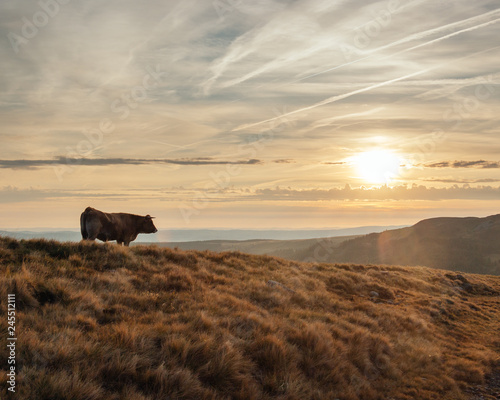 Fotografia Cows in a rocky pasture of Cantal