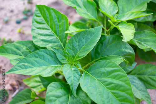 Wallpaper Mural Fresh chilli leaves Torontodigital.ca