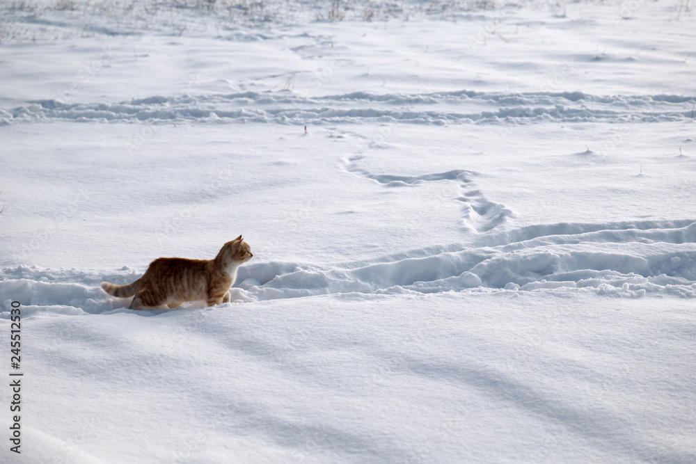 Cat walking in snow Cat walking in snow