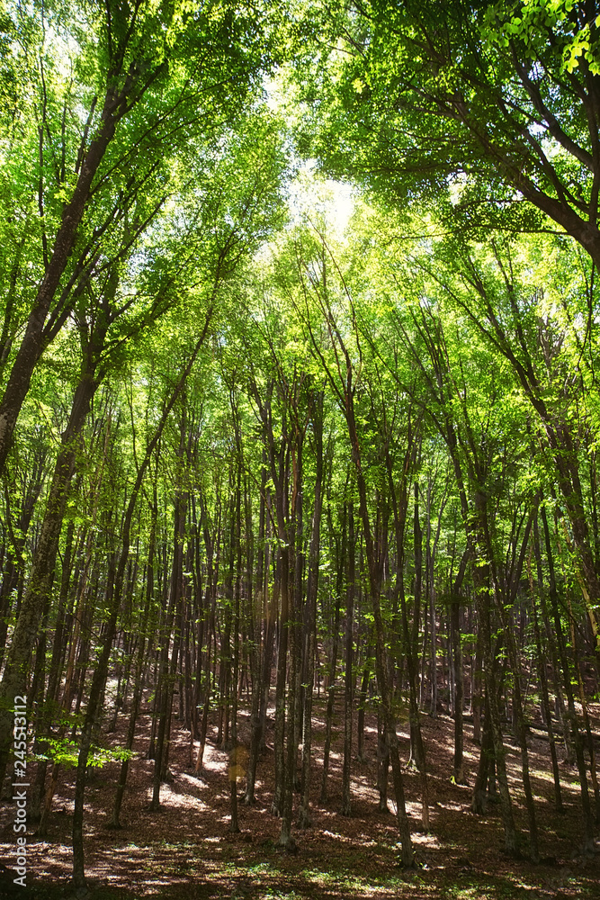 Sun shining through trees in a forest lighting up the trunks and forest floor with a warm glow in a nature and environmental background. Sun shining through trees in a forest lighting up the trunks and forest floor with a warm glow in a nature and environmental background.