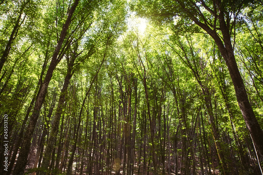 Sun shining through trees in a forest lighting up the trunks and forest floor with a warm glow in a nature and environmental background. Sun shining through trees in a forest lighting up the trunks and forest floor with a warm glow in a nature and environmental background.