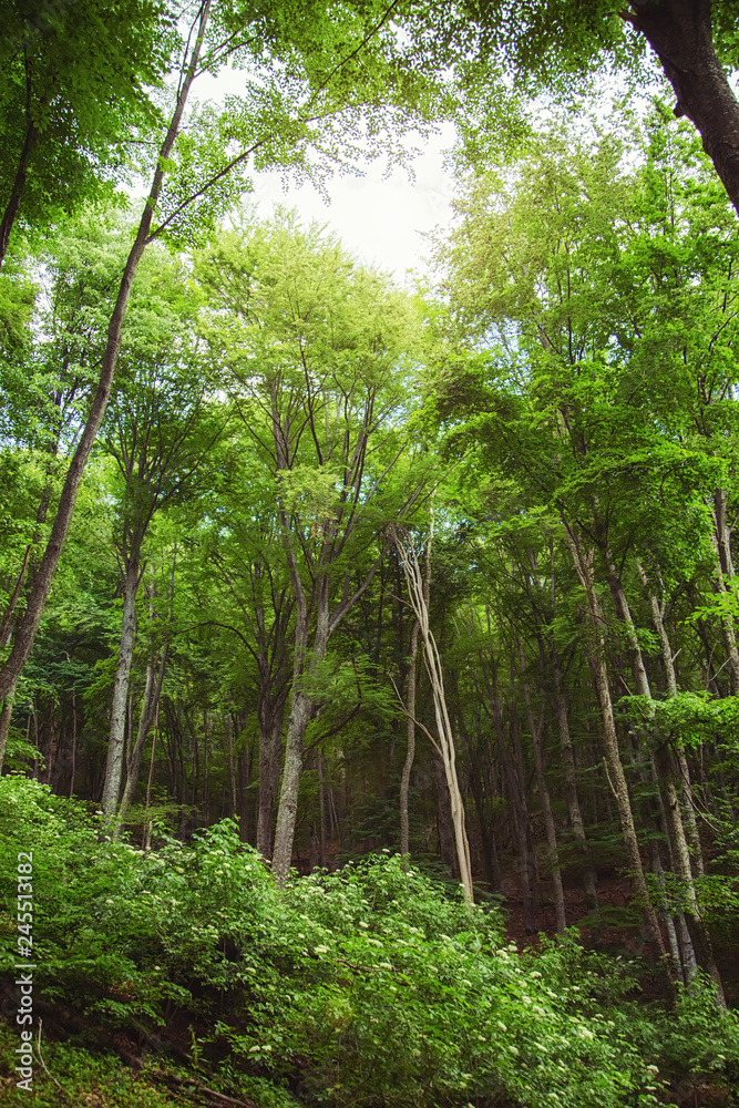 Sun shining through trees in a forest lighting up the trunks and forest floor with a warm glow in a nature and environmental background.