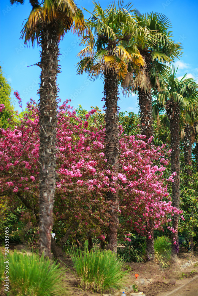 palms and blooming trees with pink flowers