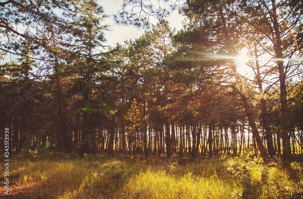 Sun shining through trees in a forest lighting up the trunks and forest floor with a warm glow in a nature and environmental background. Sun shining through trees in a forest lighting up the trunks and forest floor with a warm glow in a nature and environmental background.