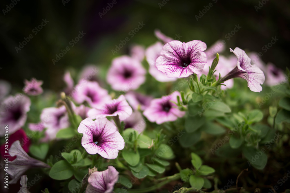 Beautiful spring petunia flower for background