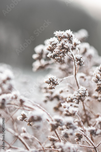 Winter Detail Natur Eifel Frost Raureif
