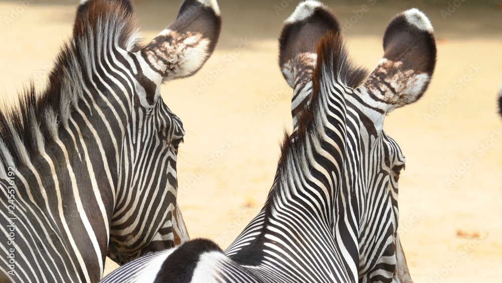 Naklejka premium Two zebras close-up. Striped animals look into the distance. Back view
