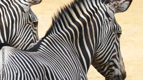 Two zebras close-up. Striped animals look into the distance. Back view