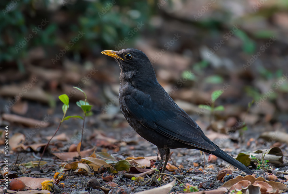 Chinese Blackbird on the ground in nature.
Chinese Blackbird on the ground in nature.