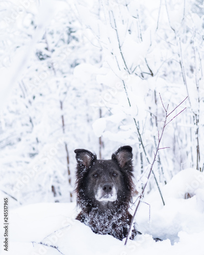 Black mixed breed dog in snowy forest