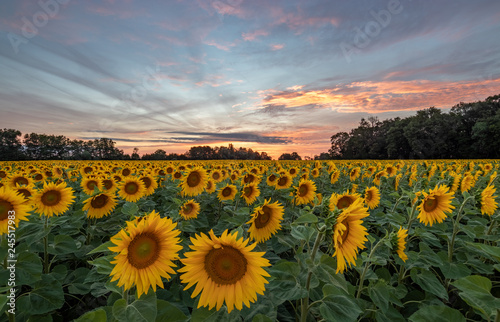Sonnenblumenfeld im Abendrot
