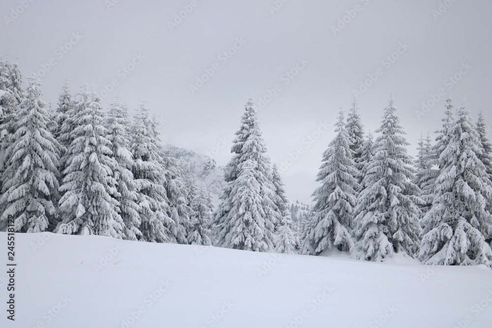 Spruce Tree Forest Covered by Snow in Winter