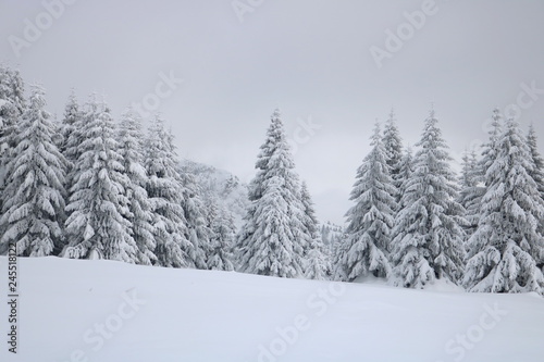 Spruce Tree Forest Covered by Snow in Winter © gojalia
