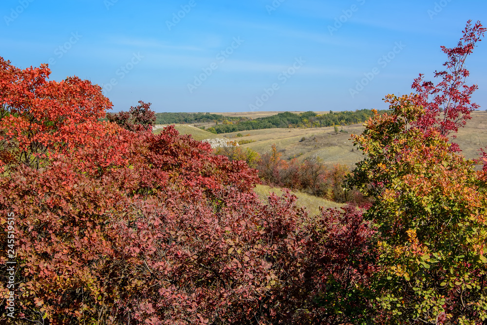 Autumn landscape with bright leaves of trees near Russian-Orlovka in Donbass 10
