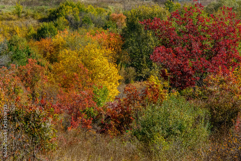 Autumn landscape with bright leaves of trees near Russian-Orlovka in Donbass 7 Autumn landscape with bright leaves of trees near Russian-Orlovka in Donbass 7