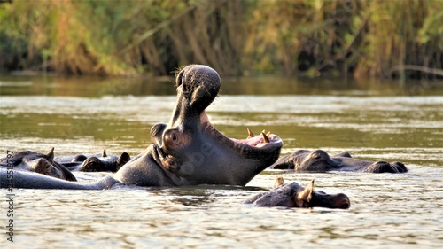 Hippo with big mouth at okavango river