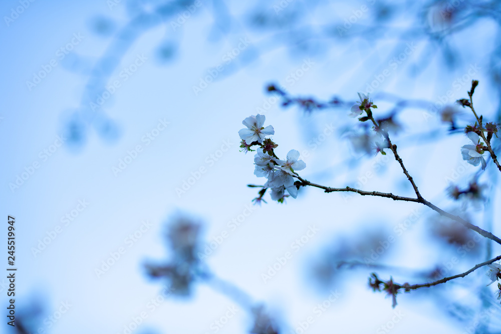 Obraz premium 冬桜