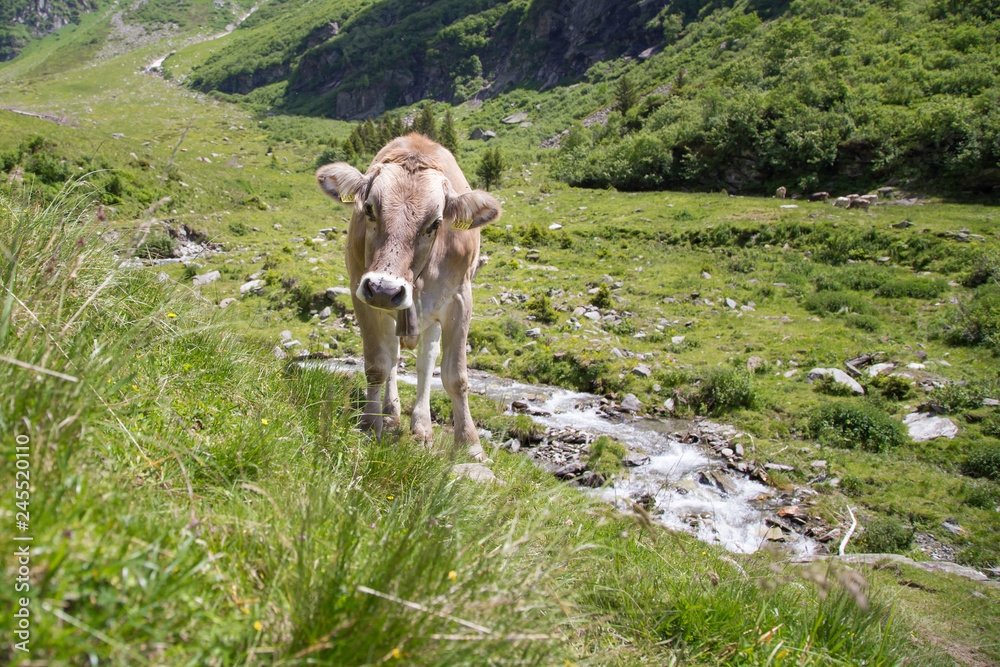 Happy cows in the Alps