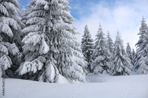 Spruce Tree Forest Covered by Snow in Winter