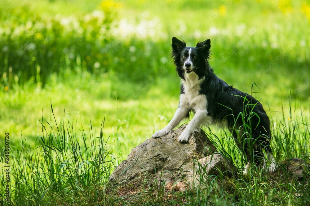 Playful young black and white border collie dog leaning against a piece of grey rock, green grass with yellow flowers and white dandelions in background, sunny summer day in a meadow Playful young black and white border collie dog leaning against a piece of grey rock, green grass with yellow flowers and white dandelions in background, sunny summer day in a meadow
