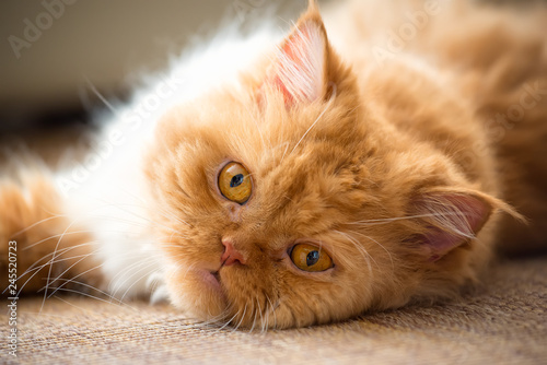 Sweet ginger cat
