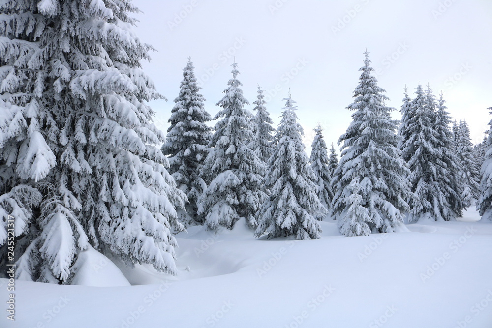 Spruce Tree Forest Covered by Snow in Winter Spruce Tree Forest Covered by Snow in Winter