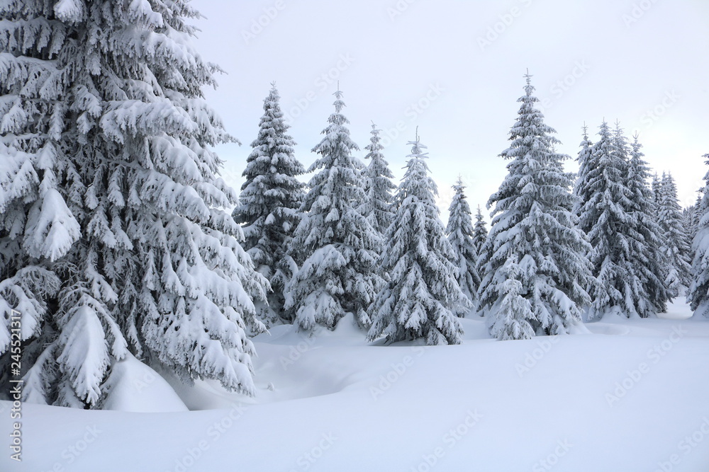 Spruce Tree Forest Covered by Snow in Winter