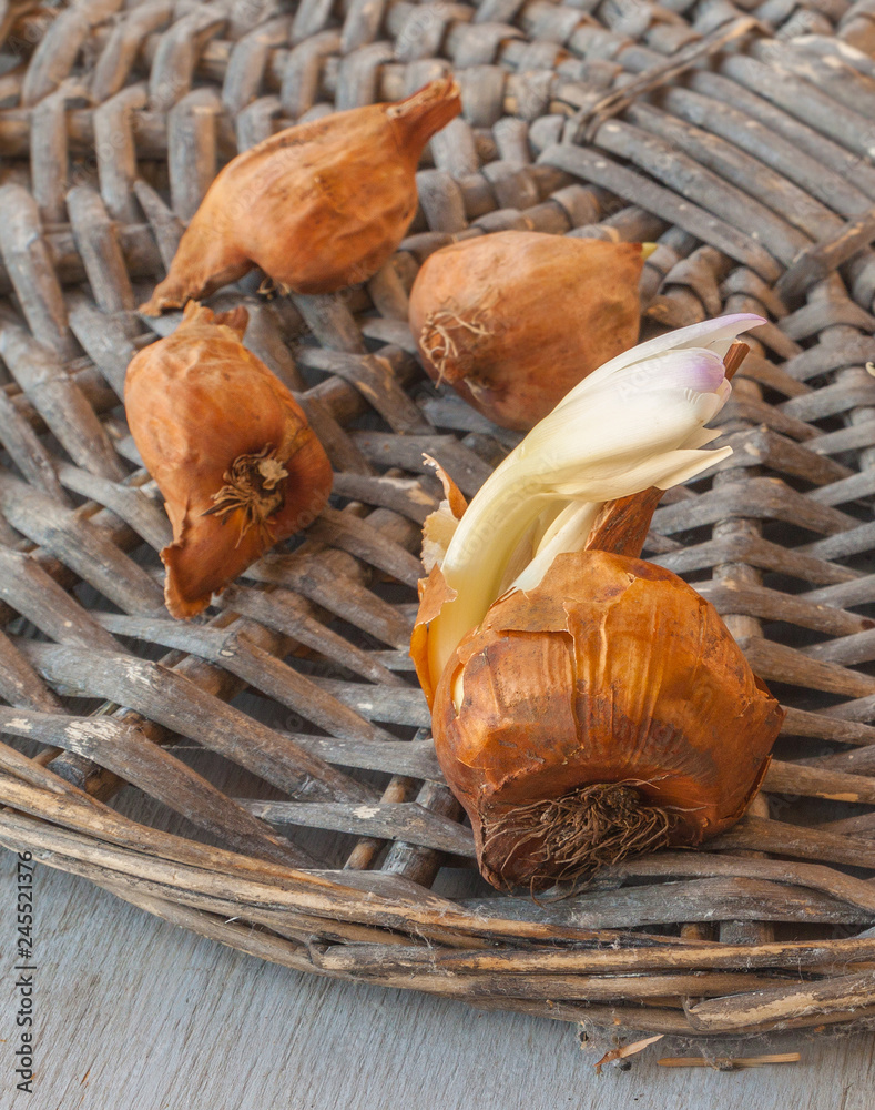 Tubers   colchicum