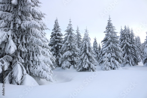 Spruce Tree Forest Covered by Snow in Winter