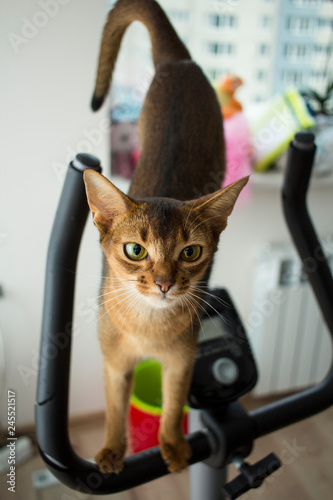 the amusing cat looks in a camera lens