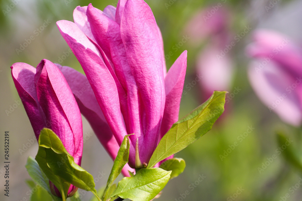 Flower Magnolia flowering against a background of flowers.