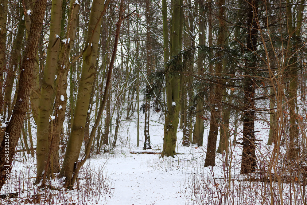 Fototapeta premium La forêt sous la neige