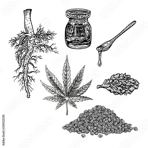Hand drawn set with hemp leaf cannabis oil cone and bunch of seeds. Vintage vector sketch of marijuana