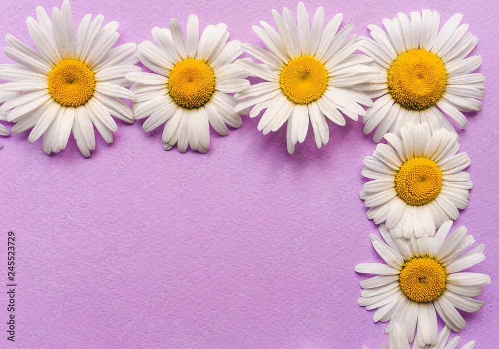 Obraz premium Natural herbal frame. White chamomile flowers on pink, purple paper background. Copy space, top view, close up, violet.
