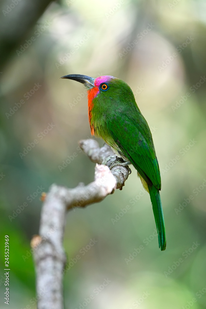 Obraz premium Birds in nature