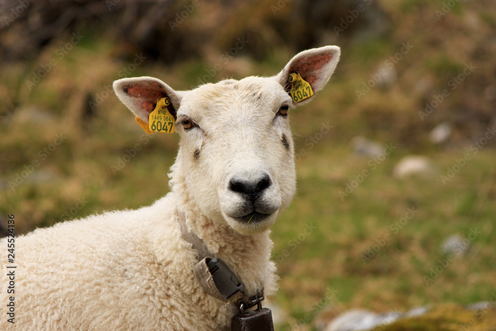 portrait of sheep in spring in Norway