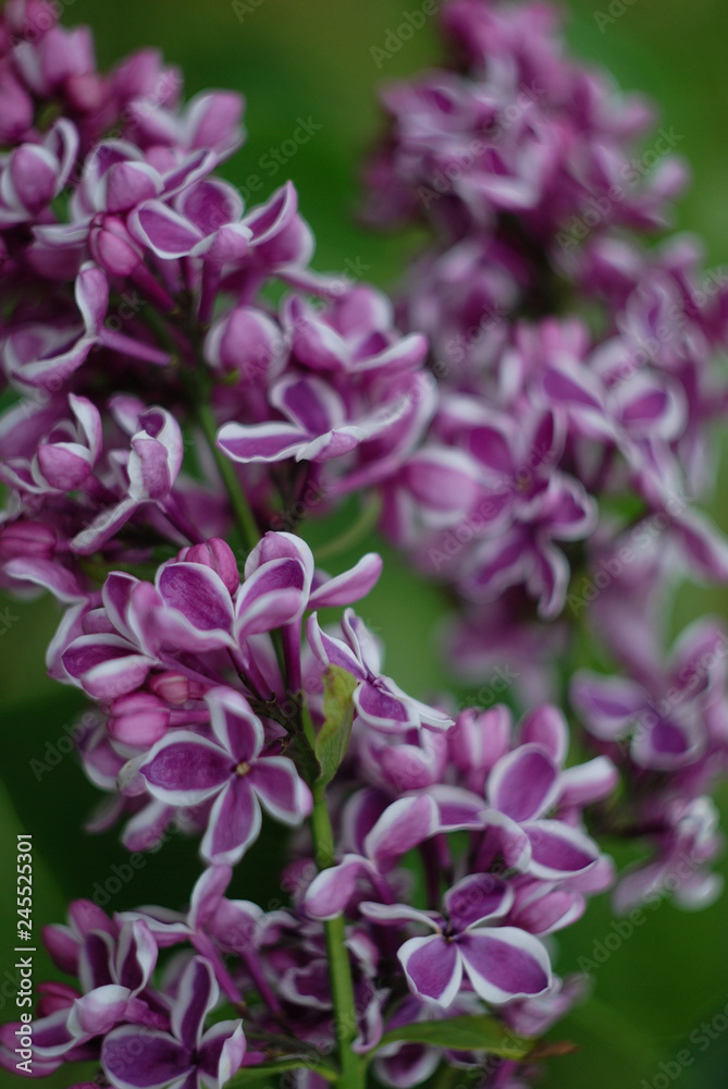 Burgundy lilac Burgundy lilac